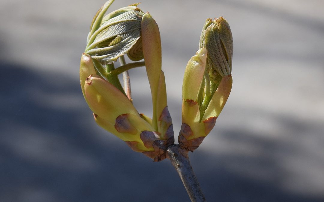 Hâtez-vous… lentement !